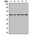 LifeSab™ BRK Rabbit pAb (50 µl)