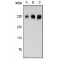 LifeSab™ Laminin gamma 1 Rabbit pAb (50 µl)