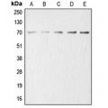 LifeSab™ Acetylcholinesterase Rabbit pAb (50 µl)