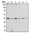 LifeSab™ Annexin A2 Rabbit pAb (50 µl)