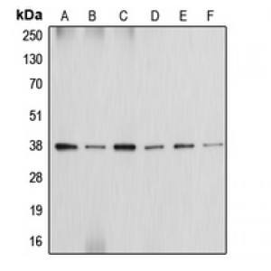 LifeSab™ Annexin A2 Rabbit pAb (50 µl)