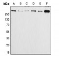 LifeSab™ APC (pS2054) Rabbit pAb (50 µl)