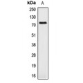 LifeSab™ APLP1 Rabbit pAb (50 µl)