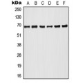 LifeSab™ A-RAF (pY302) Rabbit pAb (50 µl)