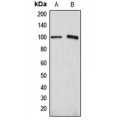 LifeSab™ ATP1A1 Rabbit pAb (50 µl)