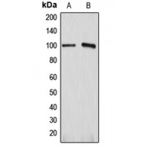 LifeSab™ ATP1A1 Rabbit pAb (50 µl)