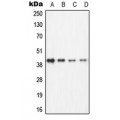 LifeSab™ ECA39 Rabbit pAb (50 µl)