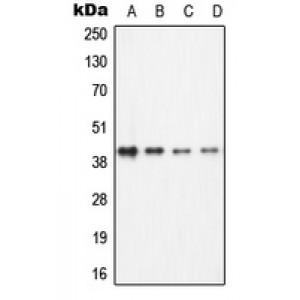LifeSab™ ECA39 Rabbit pAb (50 µl)