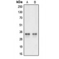 LifeSab™ Caspase 3 Rabbit pAb (50 µl)