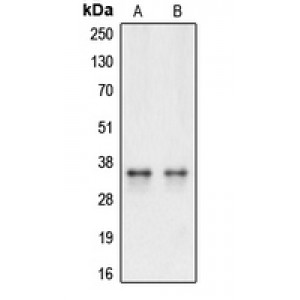 LifeSab™ Caspase 3 Rabbit pAb (50 µl)