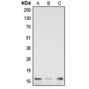LifeSab™ Caspase 3 p17 Rabbit pAb (50 µl)