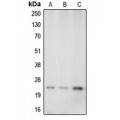 LifeSab™ Caveolin 1 Rabbit pAb (50 µl)