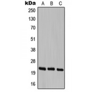 LifeSab™ Cerebellin 1 Rabbit pAb (50 µl)