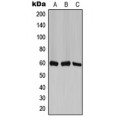 LifeSab™ TCP1 zeta Rabbit pAb (50 µl)