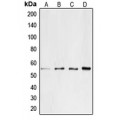 LifeSab™ CD4 Rabbit pAb (50 µl)