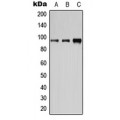 LifeSab™ CD19 (pY531) Rabbit pAb (50 µl)