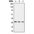 LifeSab™ CD154 Rabbit pAb (50 µl)