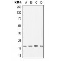 LifeSab™ CDC42 Rabbit pAb (50 µl)