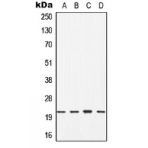 LifeSab™ CDC42 Rabbit pAb (50 µl)