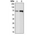 LifeSab™ Chromogranin A Rabbit pAb (50 µl)