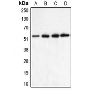 LifeSab™ CHRNA5 Rabbit pAb (50 µl)