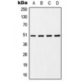 LifeSab™ CHRNA7 Rabbit pAb (50 µl)