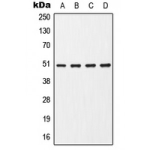 LifeSab™ CHRNA7 Rabbit pAb (50 µl)