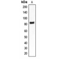 LifeSab™ CLCN4 Rabbit pAb (50 µl)