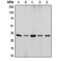 LifeSab™ DFF45 Rabbit pAb (50 µl)