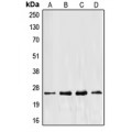 LifeSab™ EEF1B2 Rabbit pAb (50 µl)