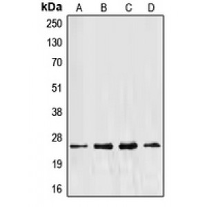 LifeSab™ EEF1B2 Rabbit pAb (50 µl)
