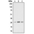 LifeSab™ Ephrin A4 Rabbit pAb (50 µl)