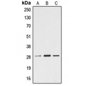 LifeSab™ Ephrin A4 Rabbit pAb (50 µl)