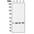 LifeSab™ Ephrin B1 (pY317) Rabbit pAb (50 µl)