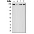 LifeSab™ EGFR (pS1071) Rabbit pAb (50 µl)