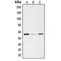LifeSab™ ENT1 Rabbit pAb (50 µl)