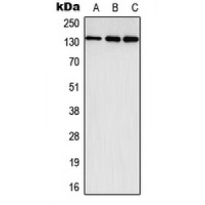LifeSab™ EPHA3 Rabbit pAb (50 µl)