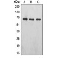 LifeSab™ EPO Receptor (pY426) Rabbit pAb (50 µl)