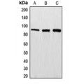 LifeSab™ EWS Rabbit pAb (50 µl)