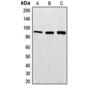 LifeSab™ EWS Rabbit pAb (50 µl)