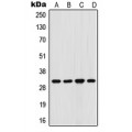 LifeSab™ FHL3 Rabbit pAb (50 µl)