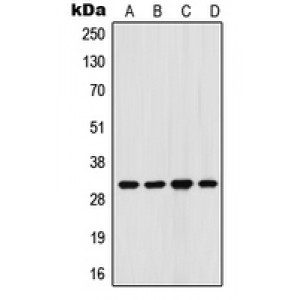 LifeSab™ FHL3 Rabbit pAb (50 µl)