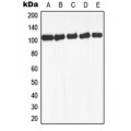 LifeSab™ GAB1 (pY659) Rabbit pAb (50 µl)