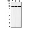 LifeSab™ GABBR1 Rabbit pAb (50 µl)