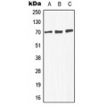 LifeSab™ GABRA4 Rabbit pAb (50 µl)