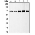 LifeSab™ GAD1 Rabbit pAb (50 µl)