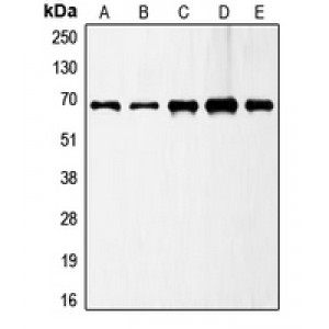 LifeSab™ GAD1 Rabbit pAb (50 µl)