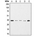 LifeSab™ GAPDH Rabbit pAb (50 µl)