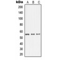 LifeSab™ GDI1 Rabbit pAb (50 µl)