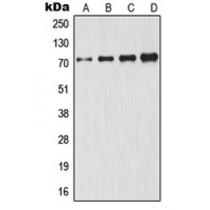 LifeSab™ GCLC Rabbit pAb (50 µl)
